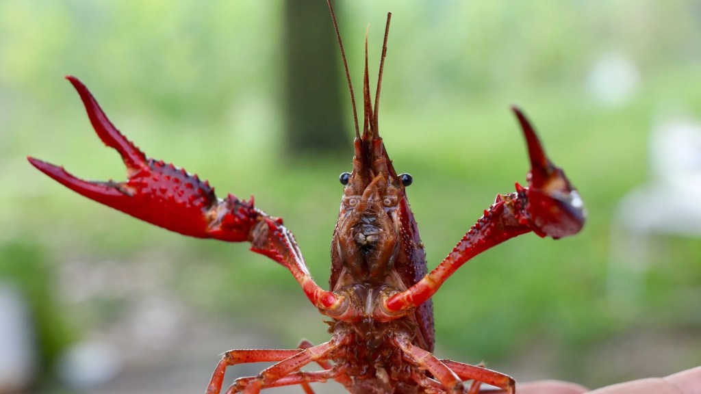 Gambero killer? Capiamolo meglio